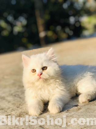 Traditional Persian male and female kitten